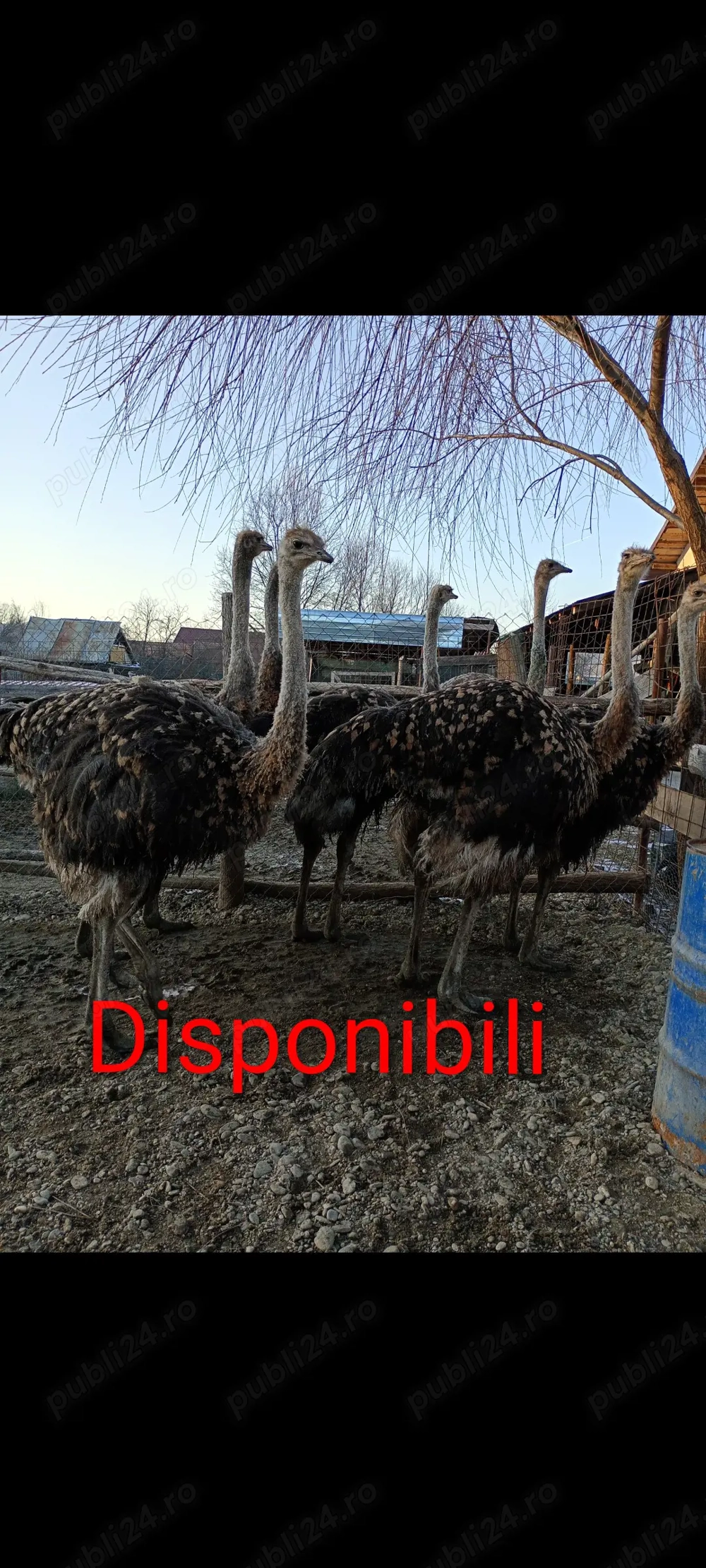 Struți vârstă 6-7luni