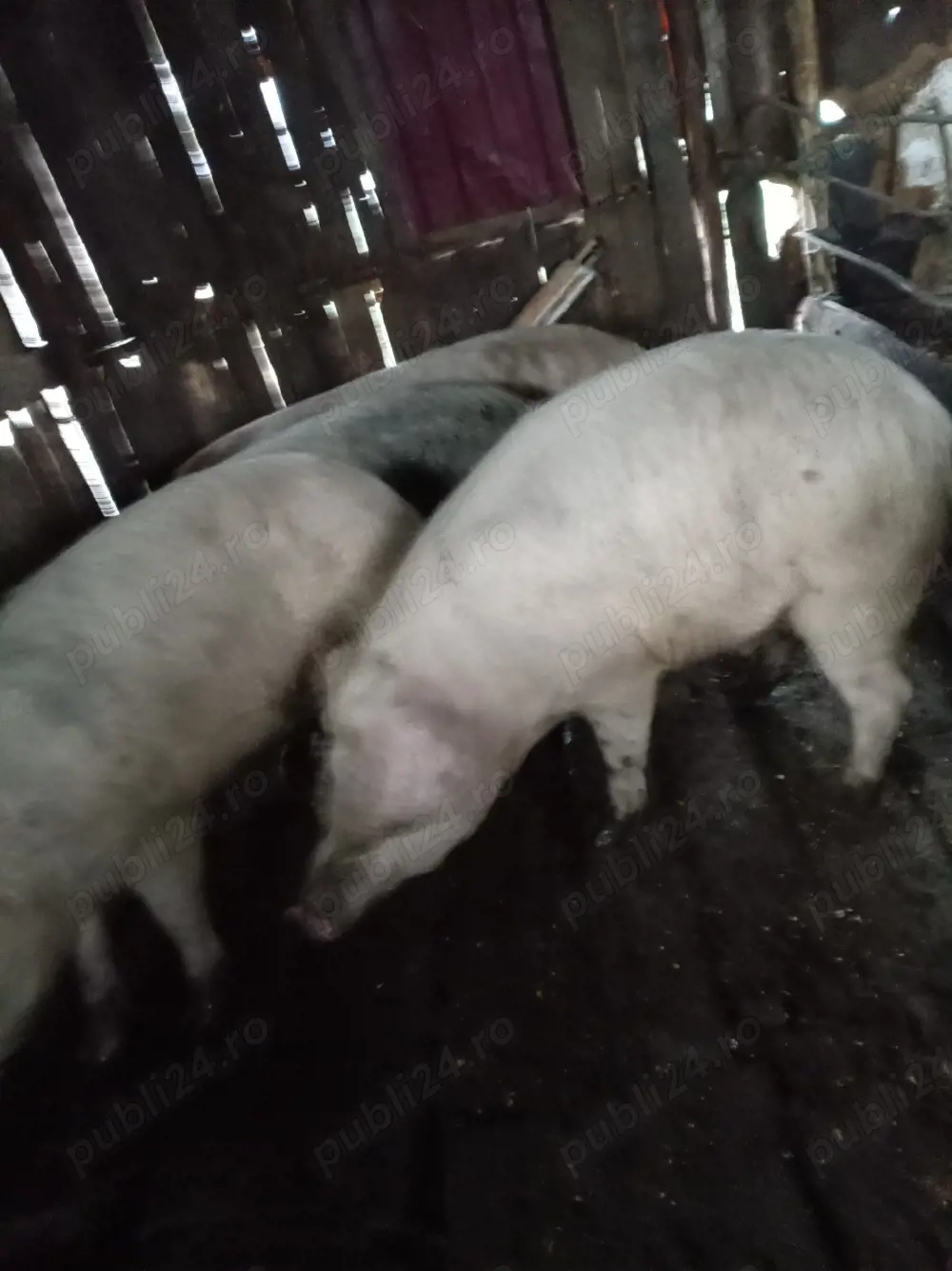 Vand porci 12 lei kg