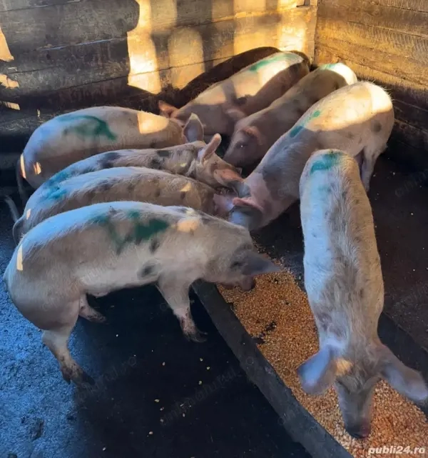 Vând purcei 35-40 kg 