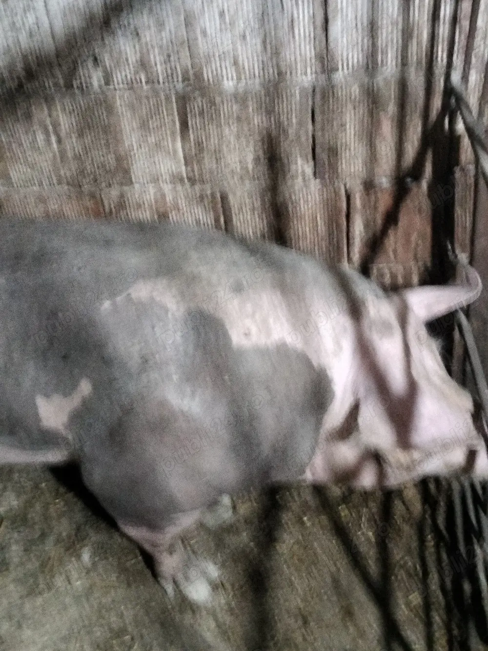 purcei pietrain belgian 