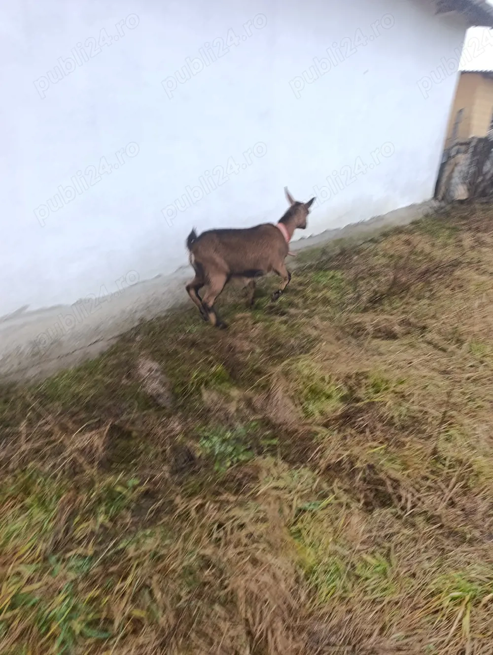 Capră alpin Francez 