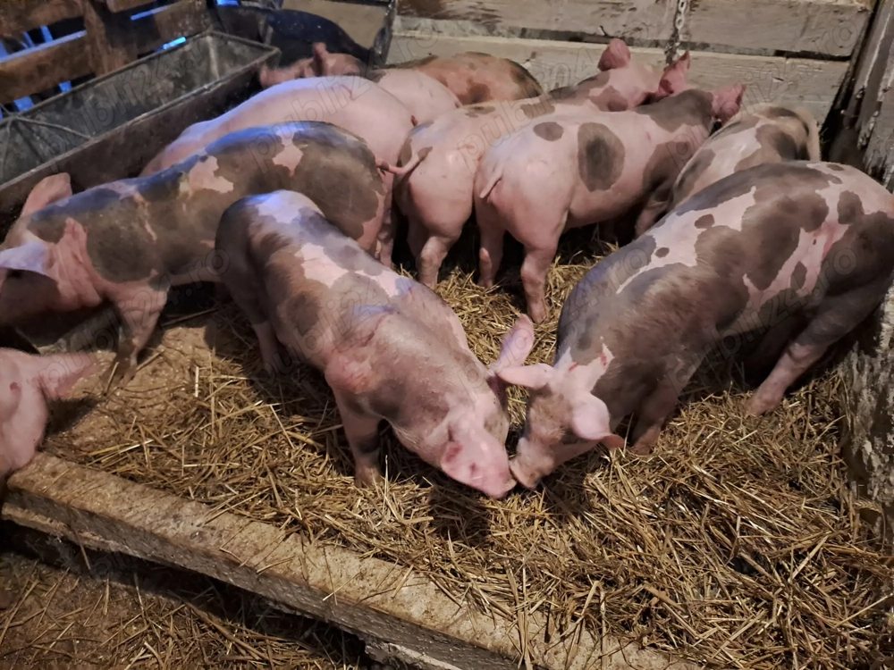 Vănd grasuni rasă de carne