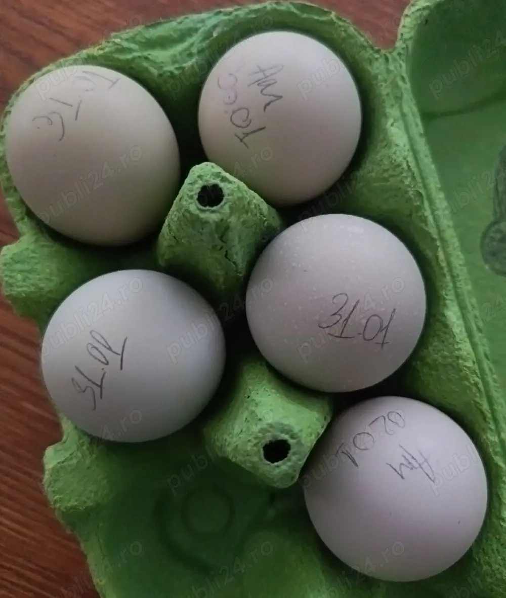 Ouă de incubat Ameraucana și Australorp 