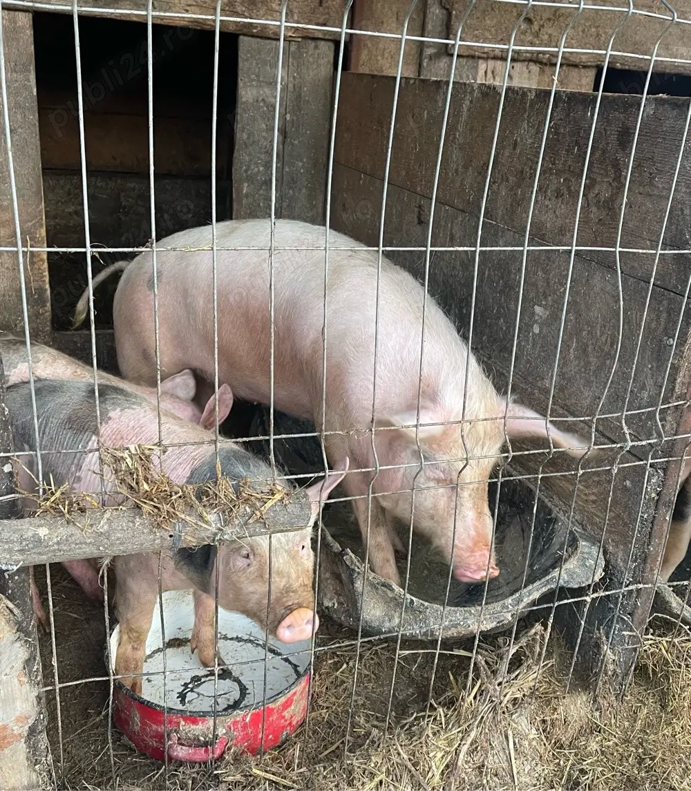 Vand scrofiță 50 60kg !!