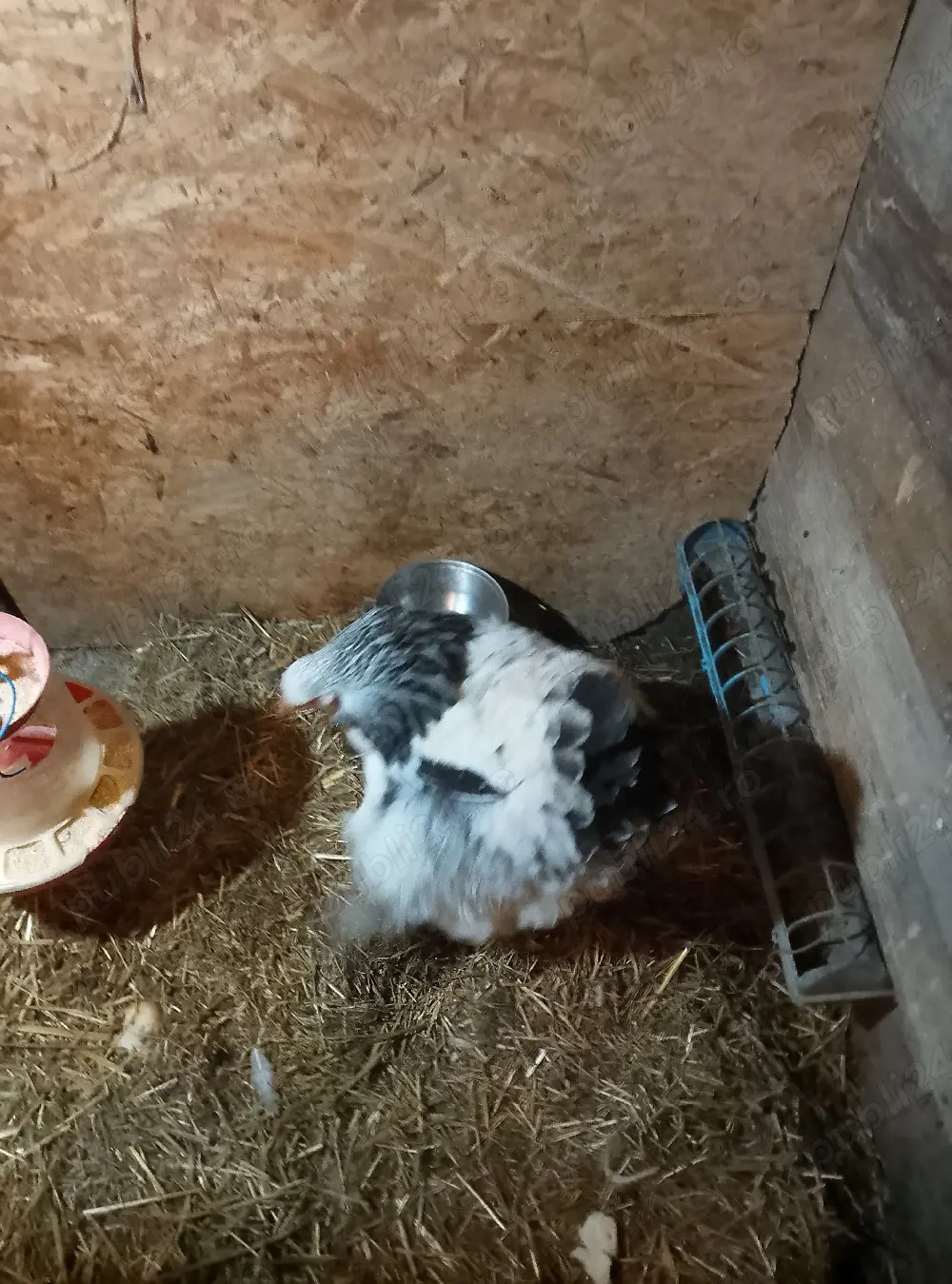 găini Brahma HD de vânzare 