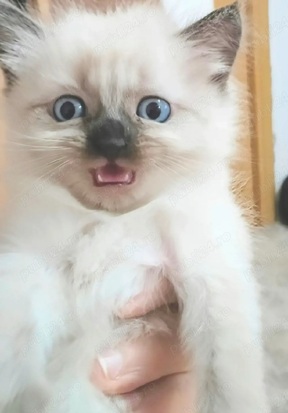 Ragdoll colorpoint fetițe