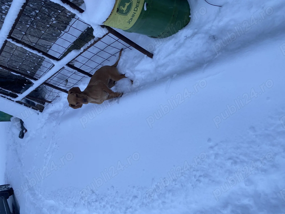 Vijla maghiara. Disponibil 1 baiat si o fata