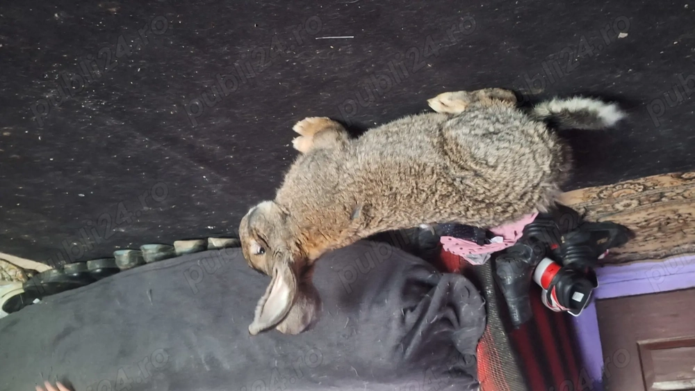 Vand pereche uriaș gri fier 