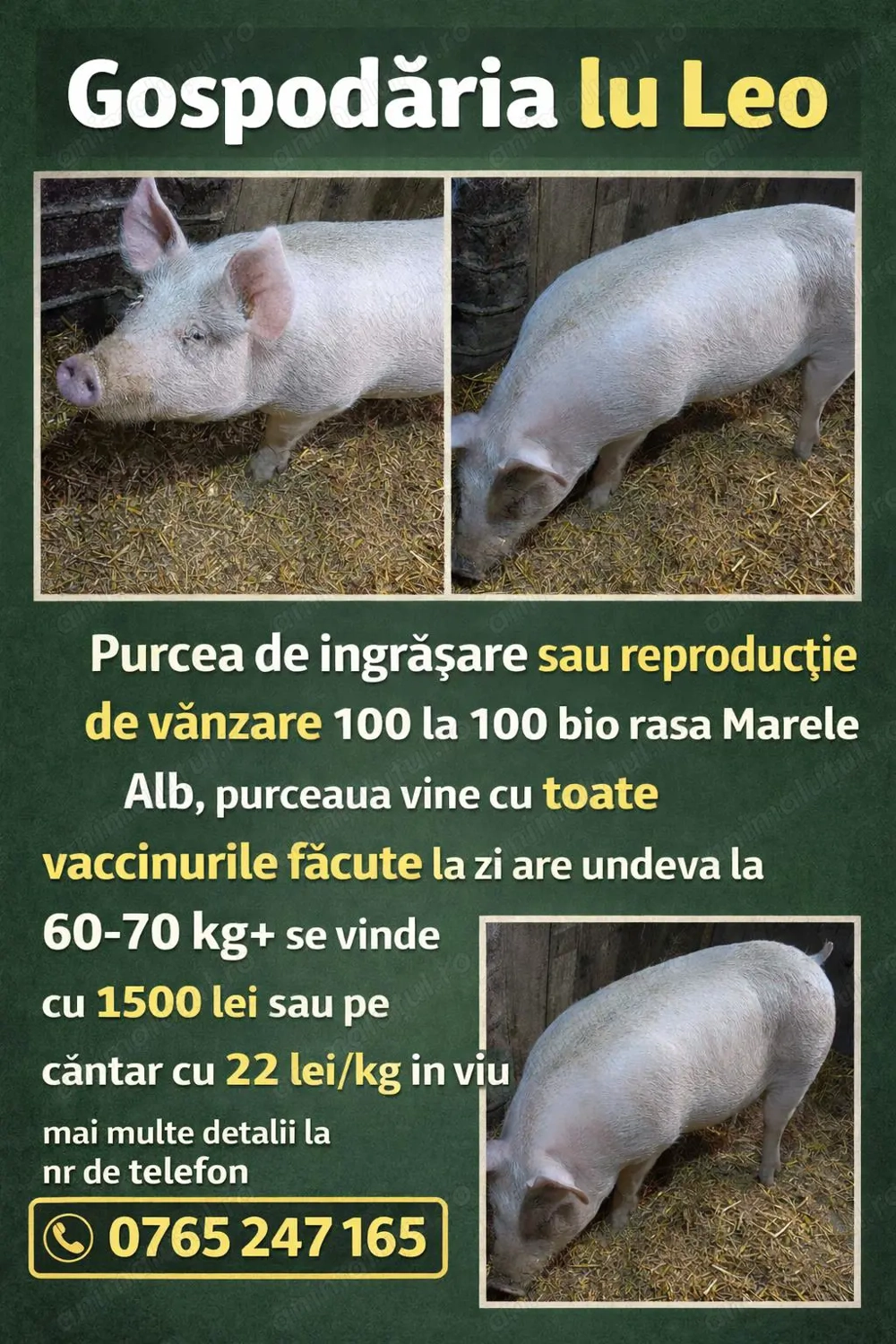 Purcea de ingrasare sau de Reproductie 