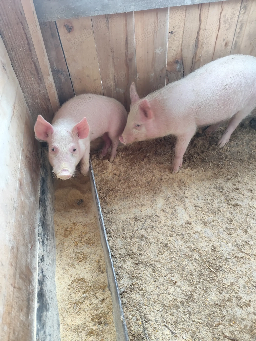 Purcei 15 săptămâni castrați 500 bucata 2 mascori