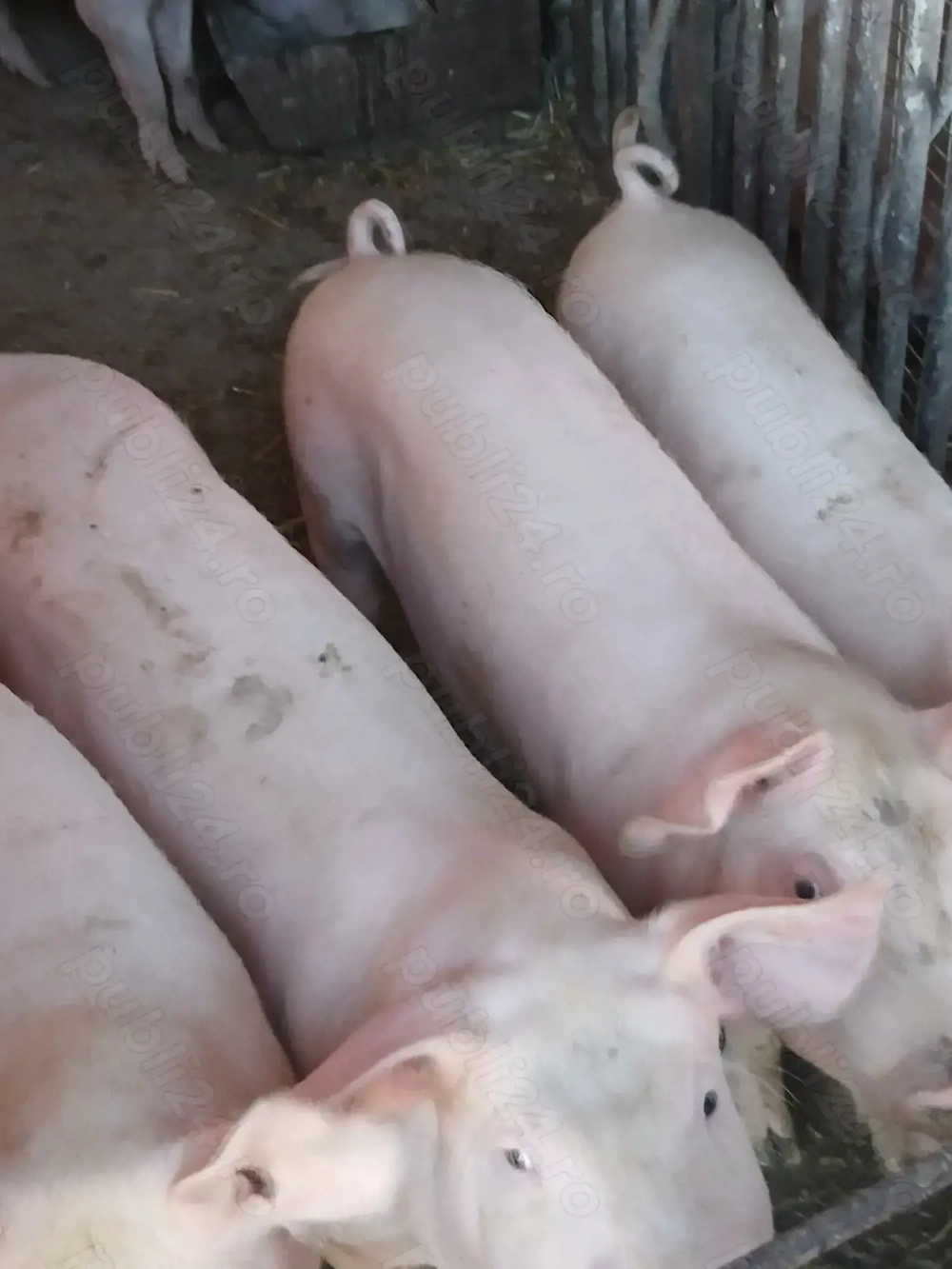 vand porci rasa de carne