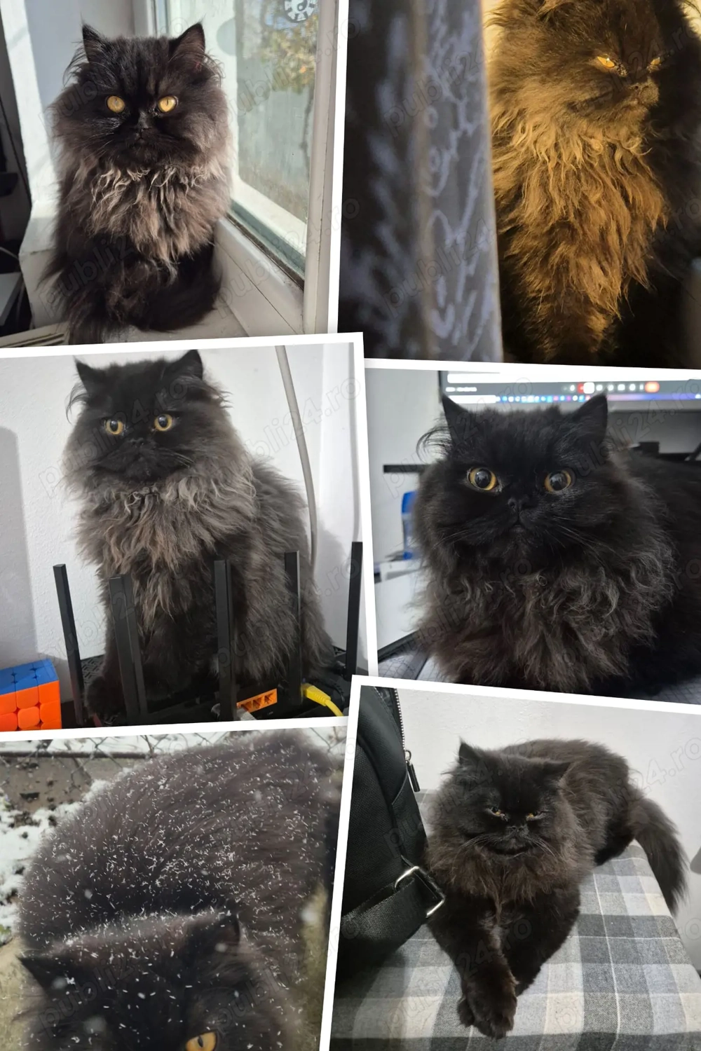 Vând Motanel Persan