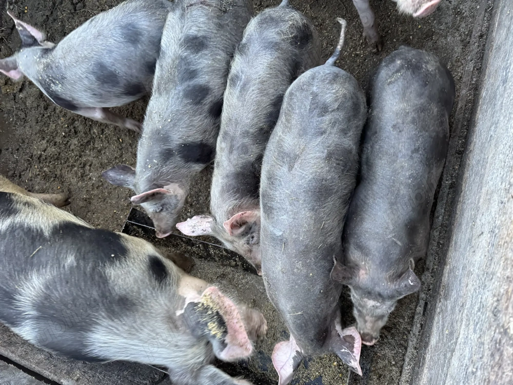 Vând purcei  Crasna vaslui