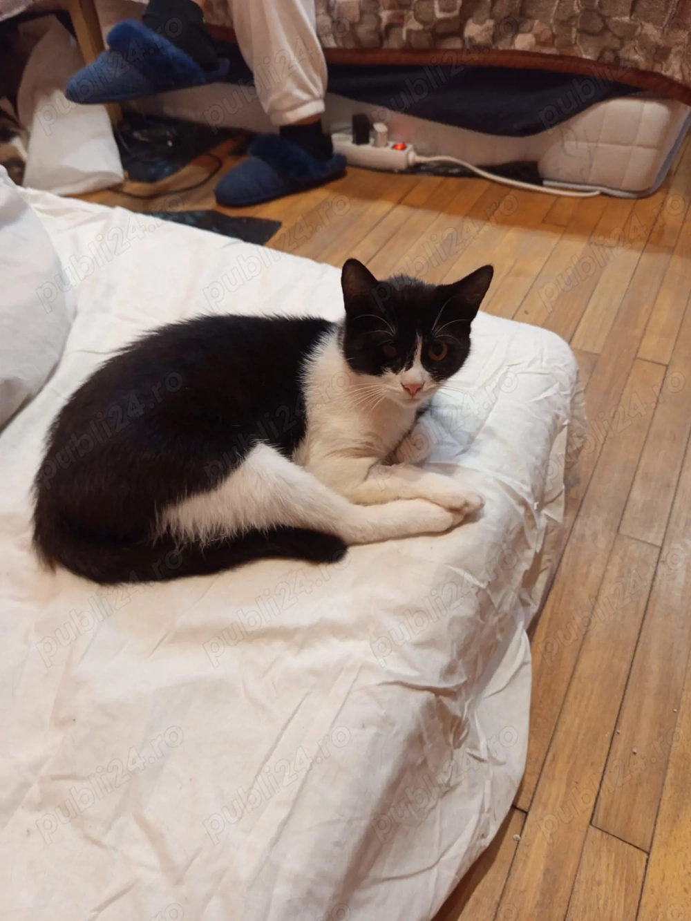 Hope(Speranta) se da spre adopție