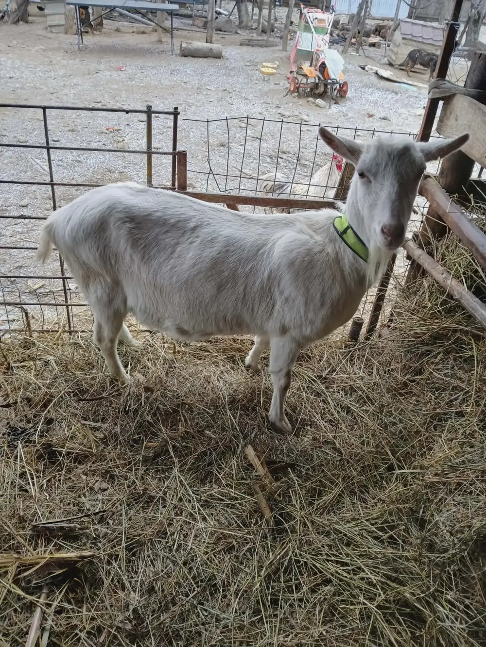 De vanzare :tap,iada si o capra talie mare.