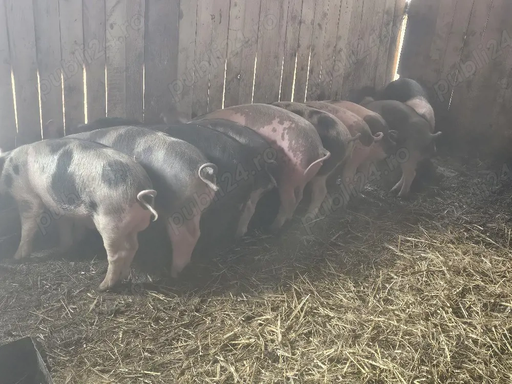 vând 10 soldani rasa de calitate de carne petran 35-40-45 kg 