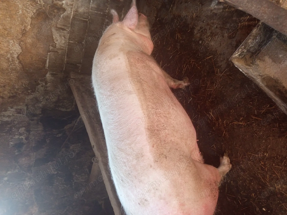 Porc mare de vanzare 