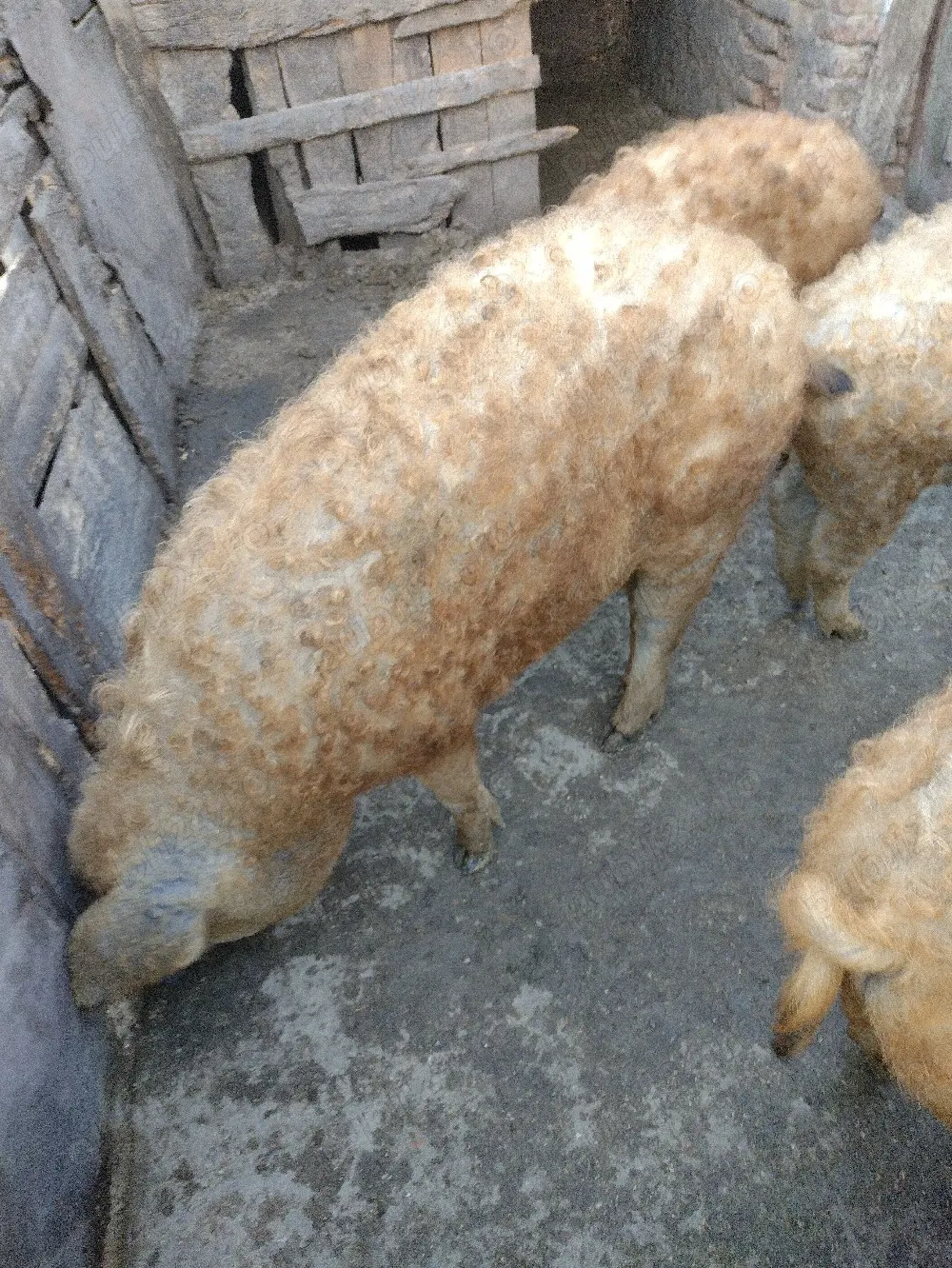 vând porci mangalița pentru sacrificat 