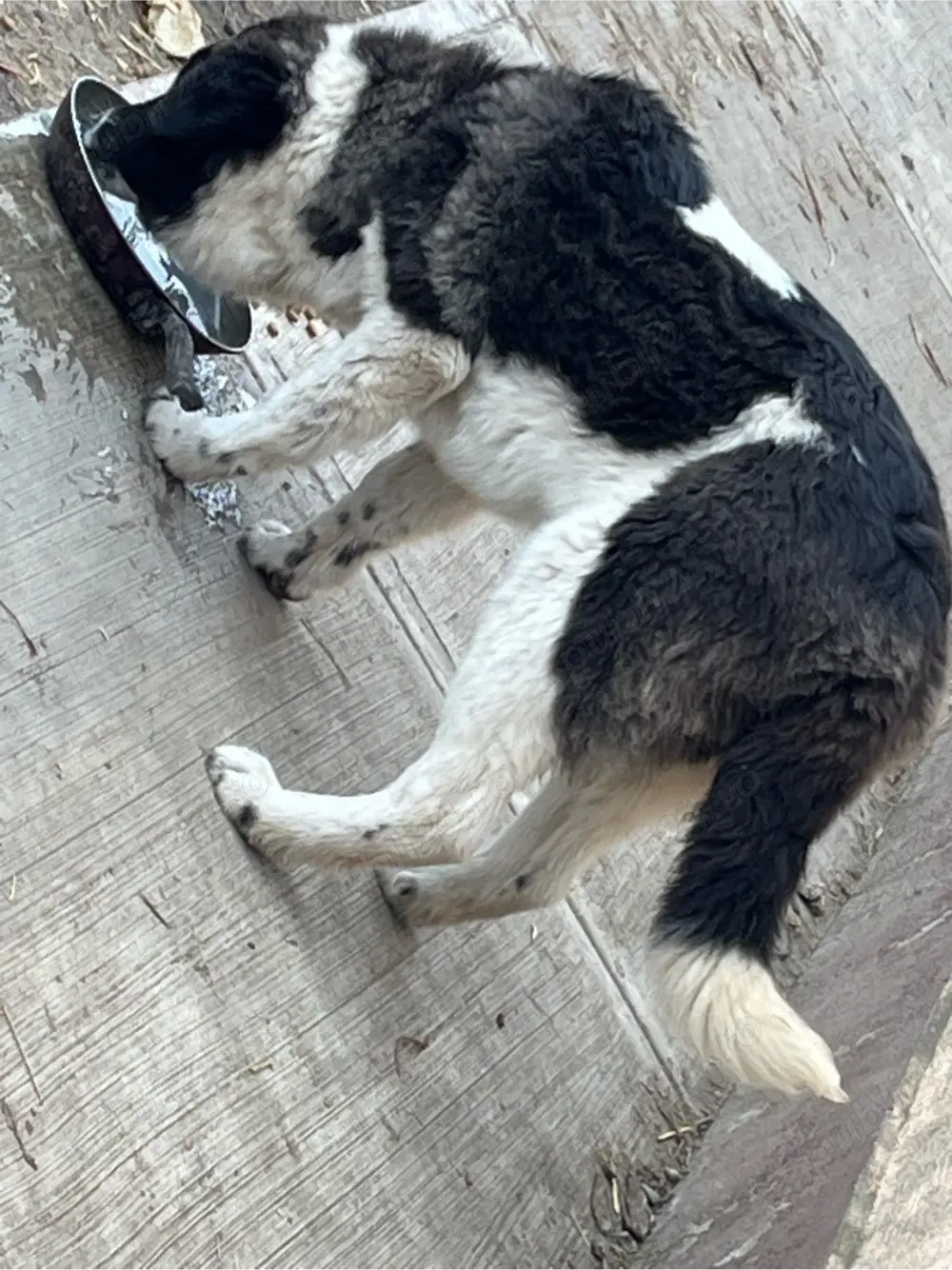 ciobanesc de Bucovina 