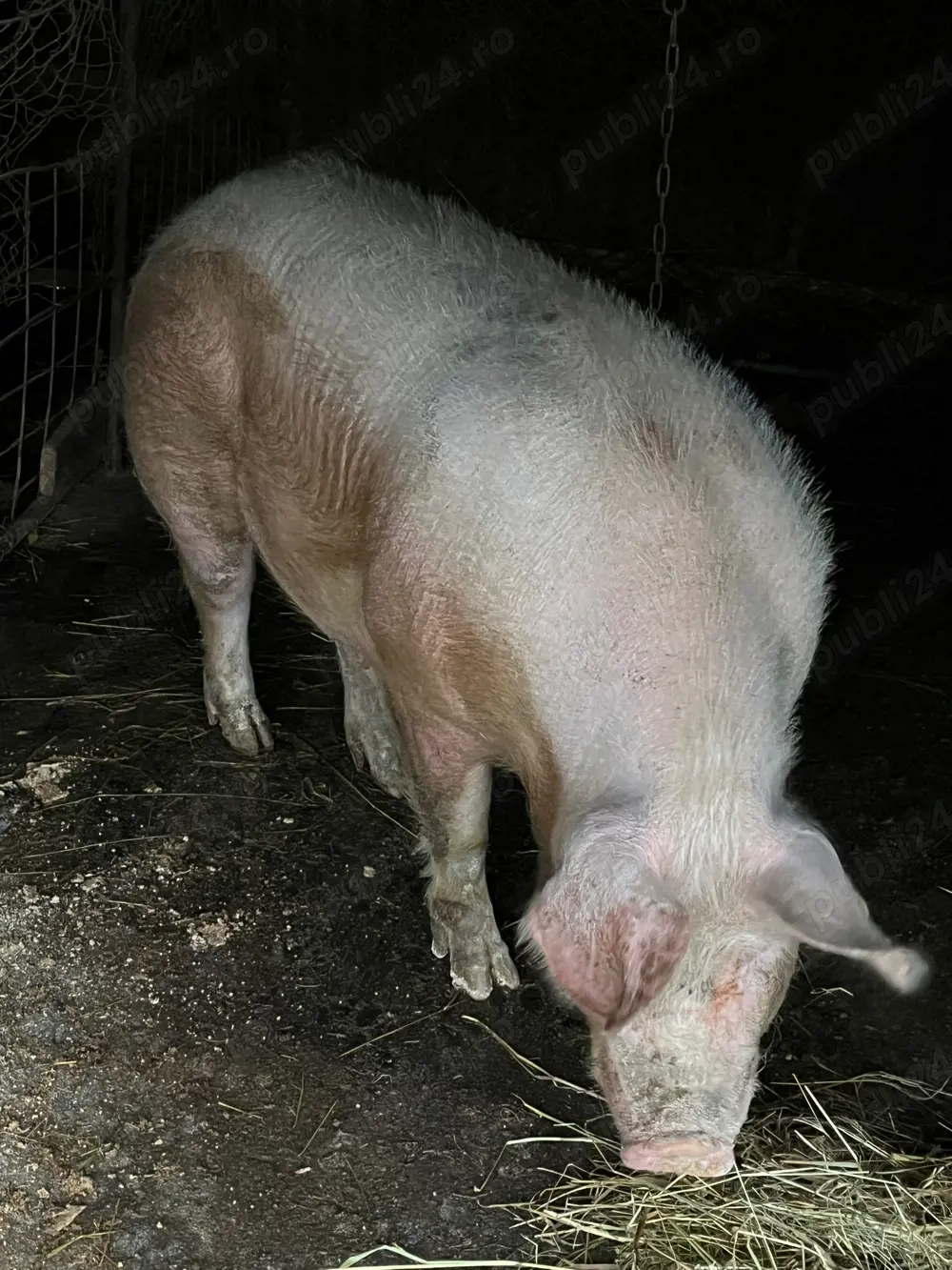 Scroafă de vanzare 130-140 kg