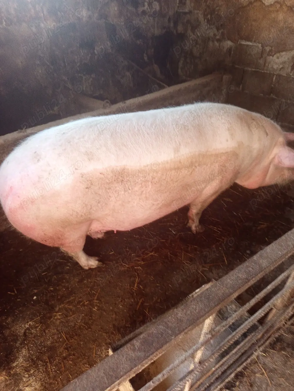 Porc mare de vanzare 