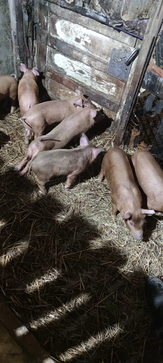 Purcei Duroc 6 saptamani