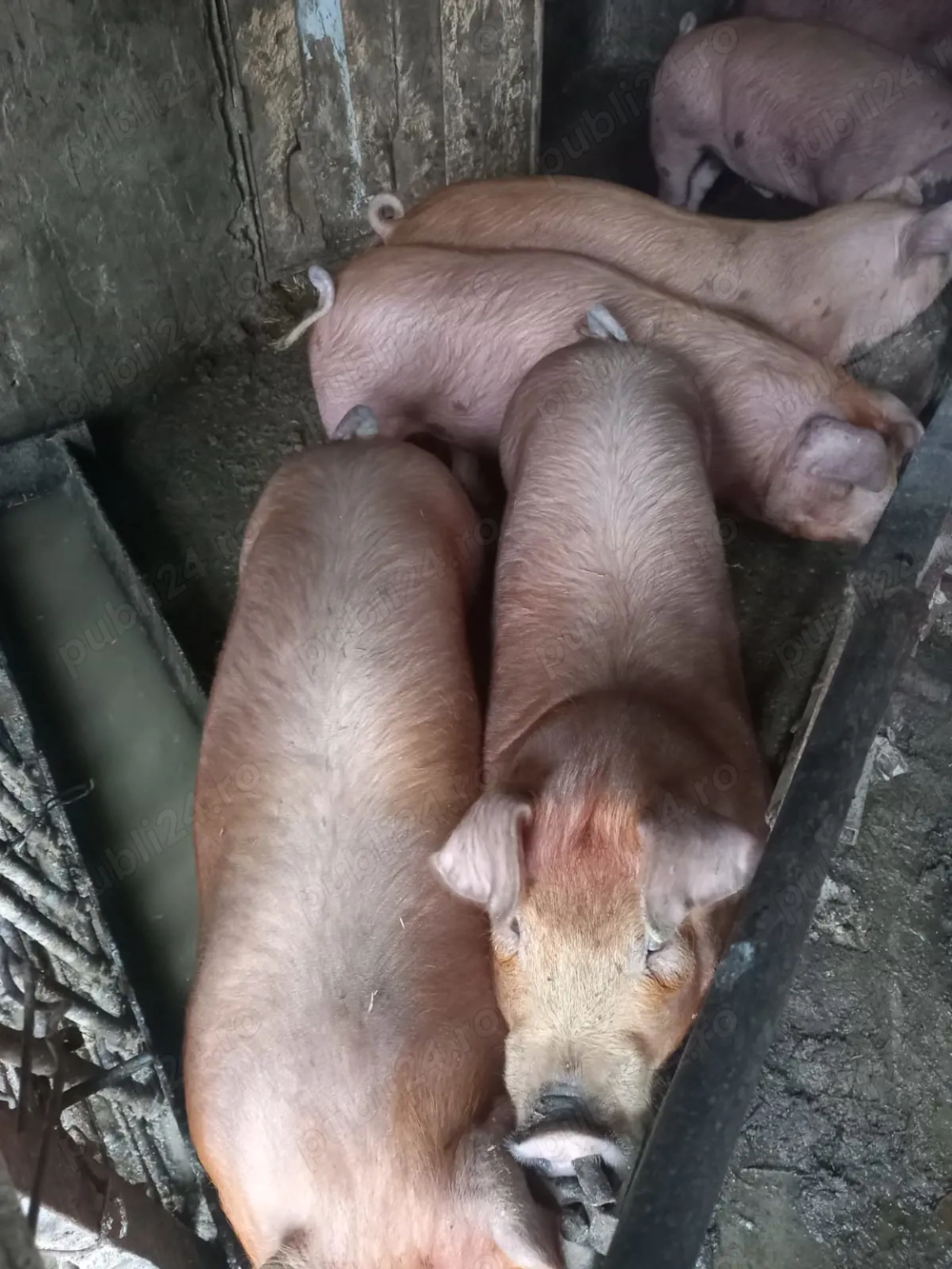 Gospodar din Padureni - Timis vand purcei