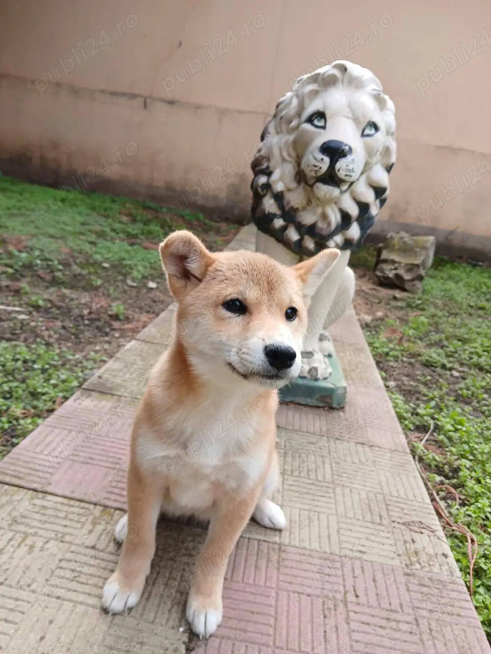 fetița Shiba inu