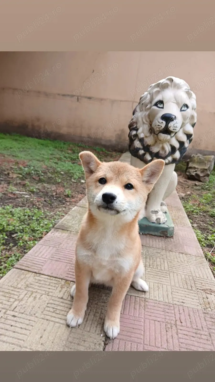 fetița si băiat Shiba inu