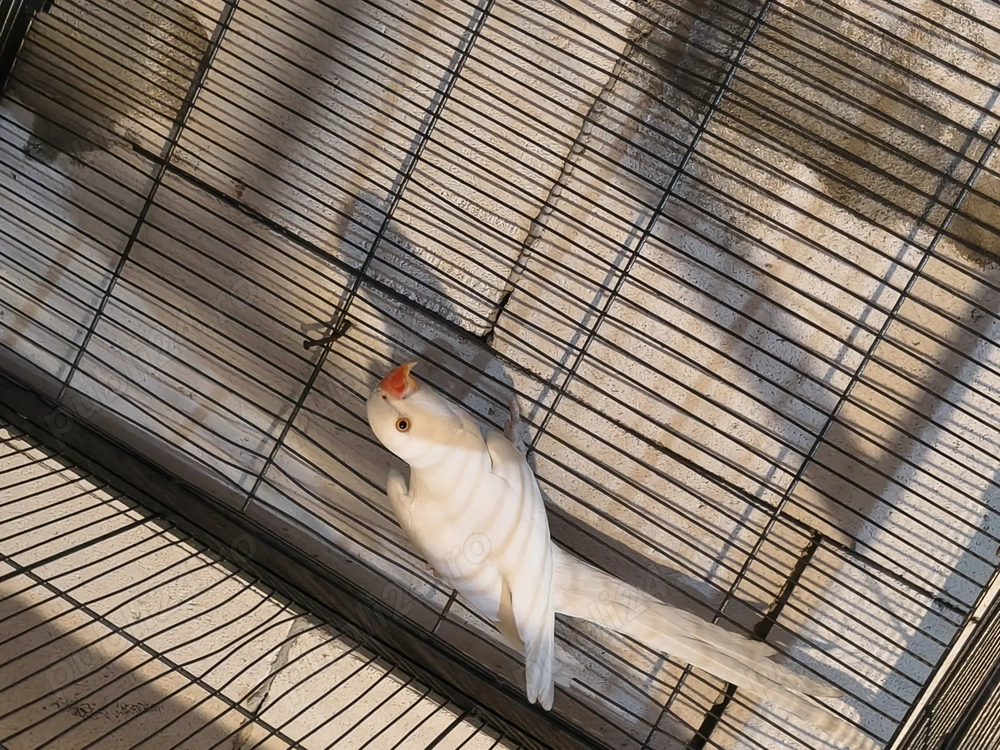 Femela micul Alexander 