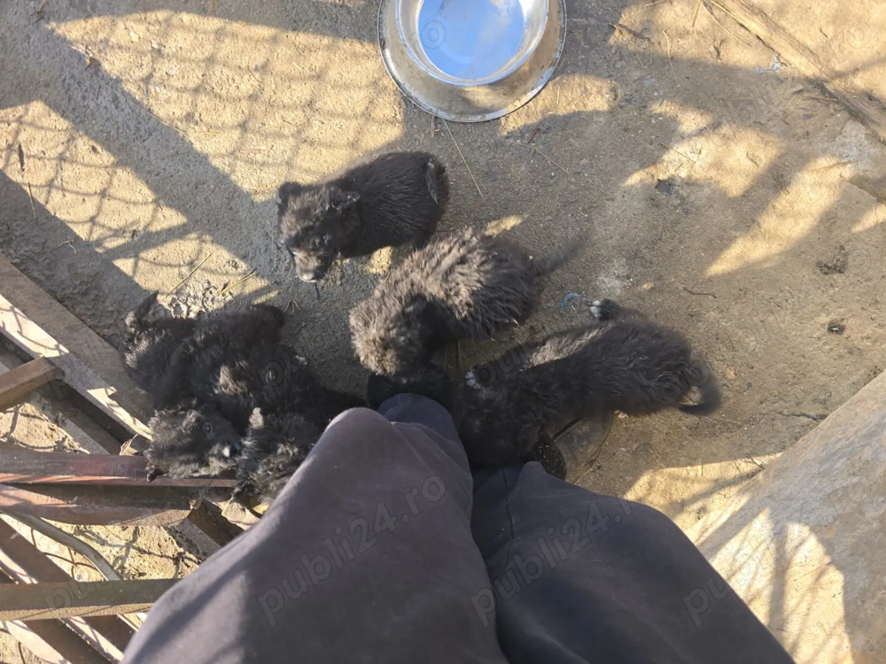 Vand catei de intors oile