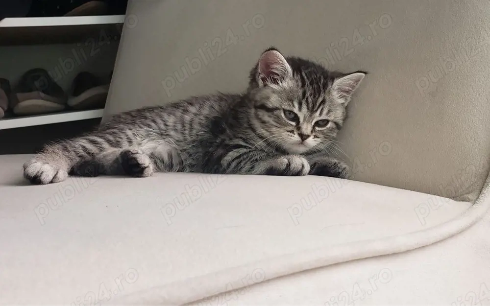 British Shorthair silver tabby 