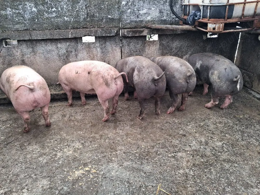 purcele gestante între 120-140 