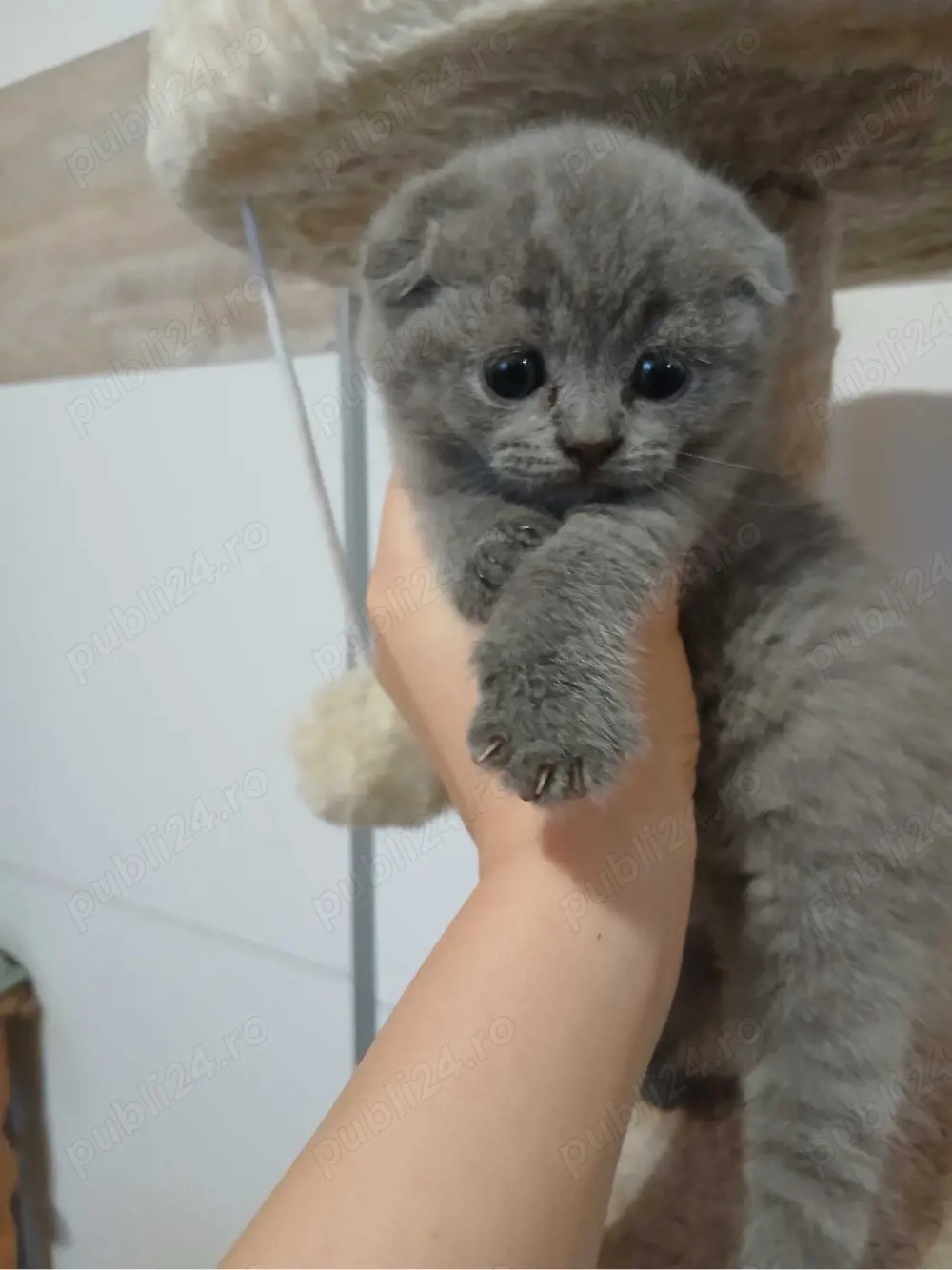 Scottish Fold blue 