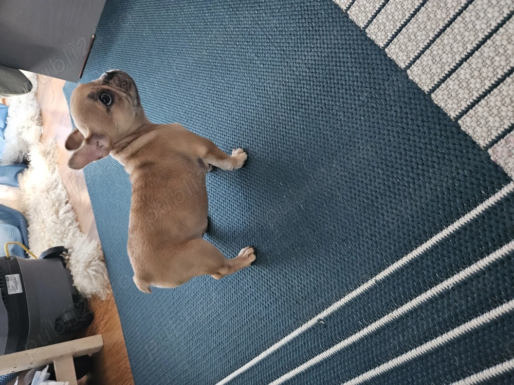 Buldog francez 2 luni 