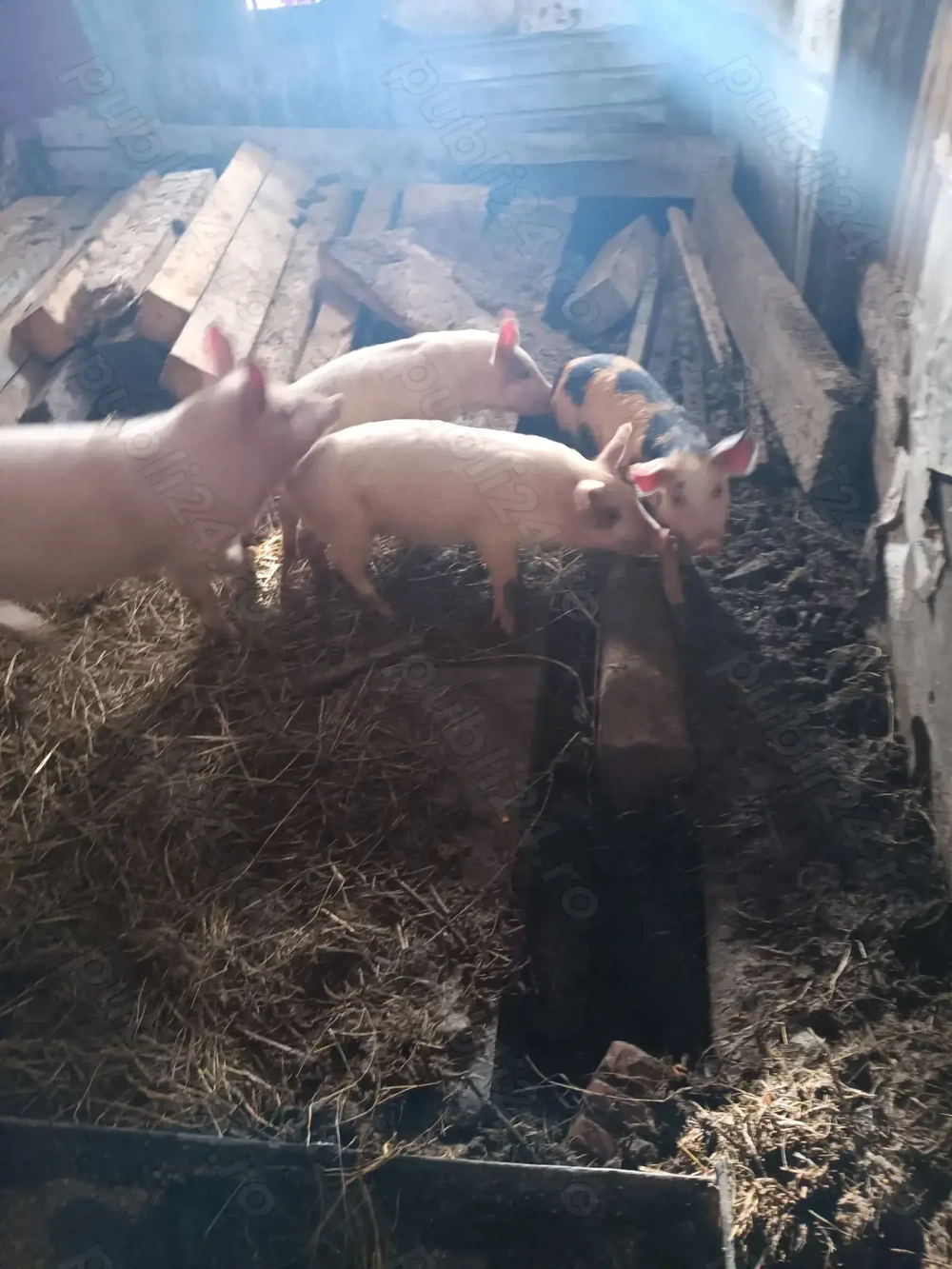 Vând purcei pietreni cu duroc