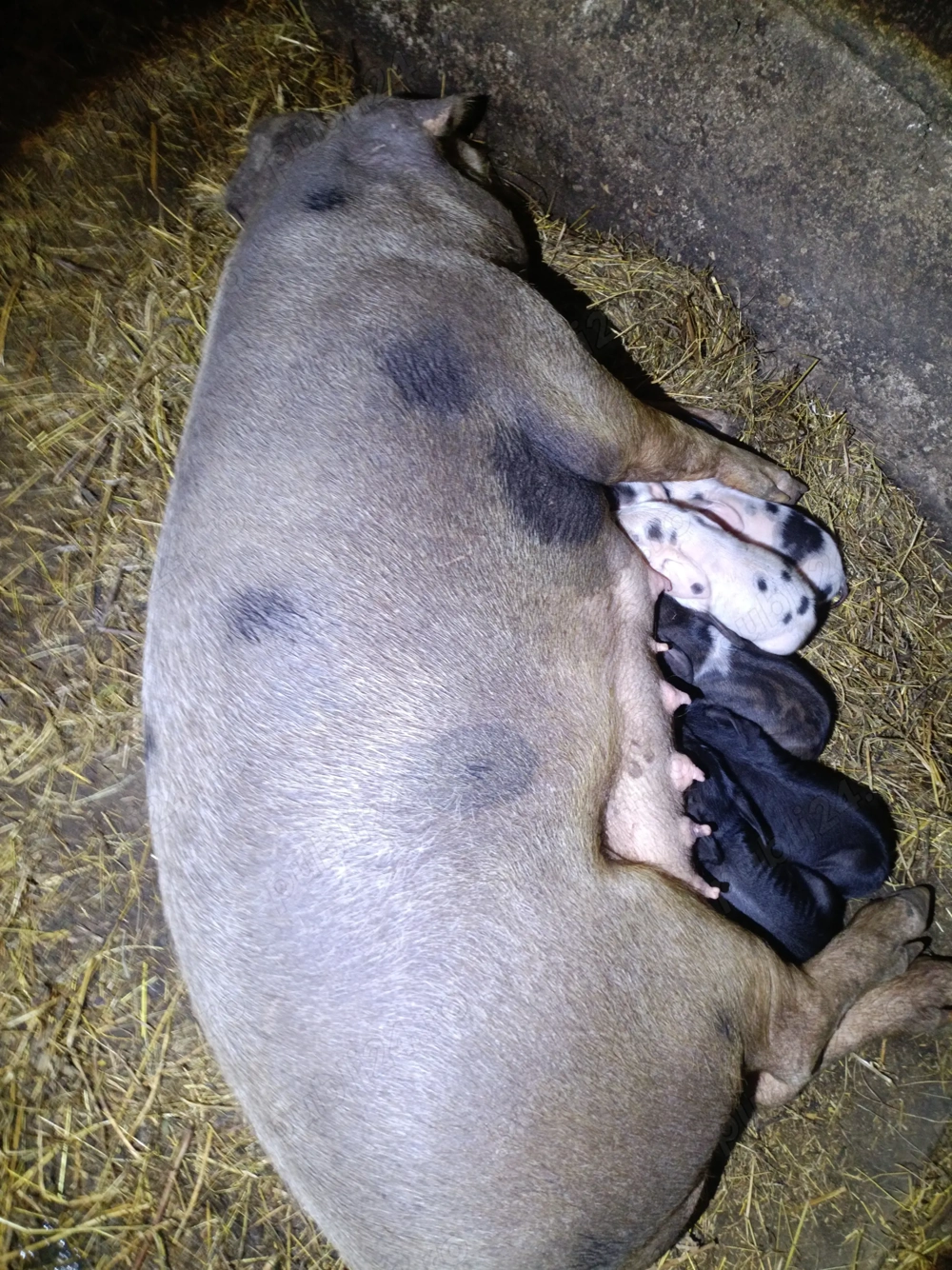 Vând două scroafe cu purceii!!