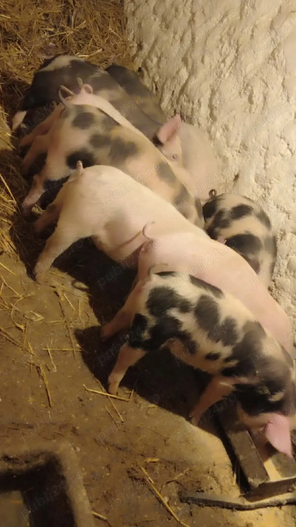 purcei de 12 săptămâni 