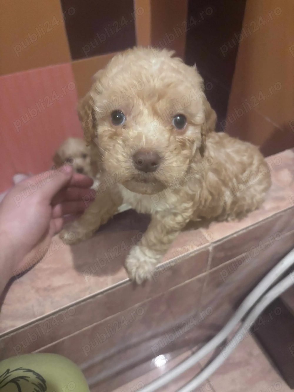 vand Lagotto Romagnolo