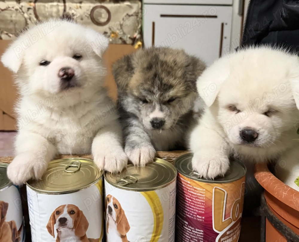Pui Akita Inu de vânzare doar pentru familii iubitoare
