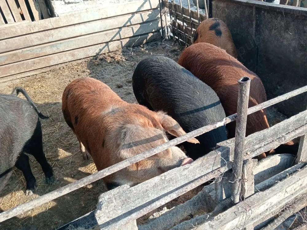 Vând  porci de carne 140-160 kg preț 12 lei kg