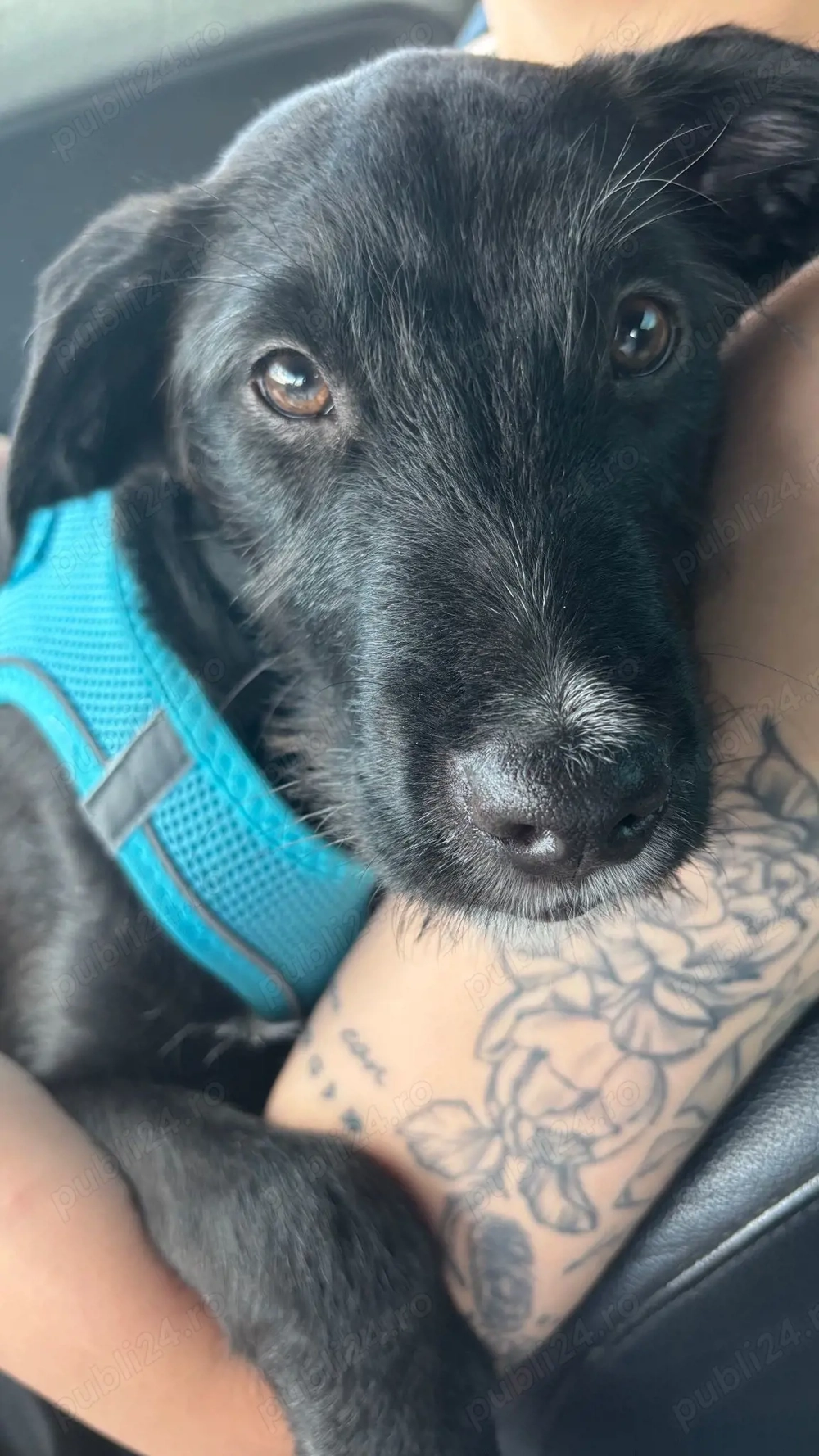 Cățel 9 luni pentru adopție   microcipat, pașaport, vaccinat