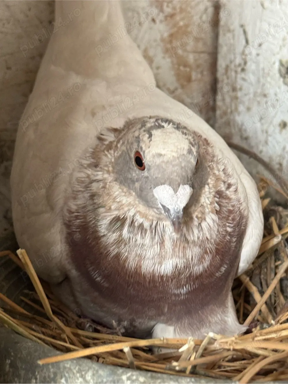 voiajori colorati (gene rare )