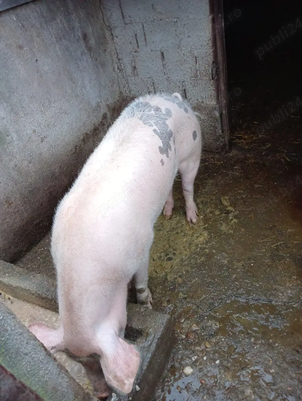 rasă pietrean 15 LEI KG VIU 