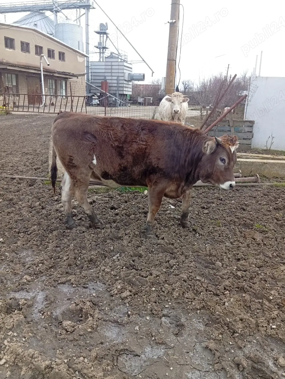 Vițea de Vânzare Preț 75 milioane Preț fix 