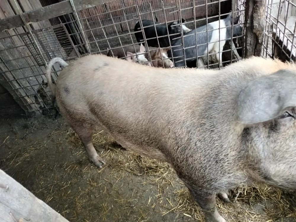 Vând porc 180kg preț 13 lei 