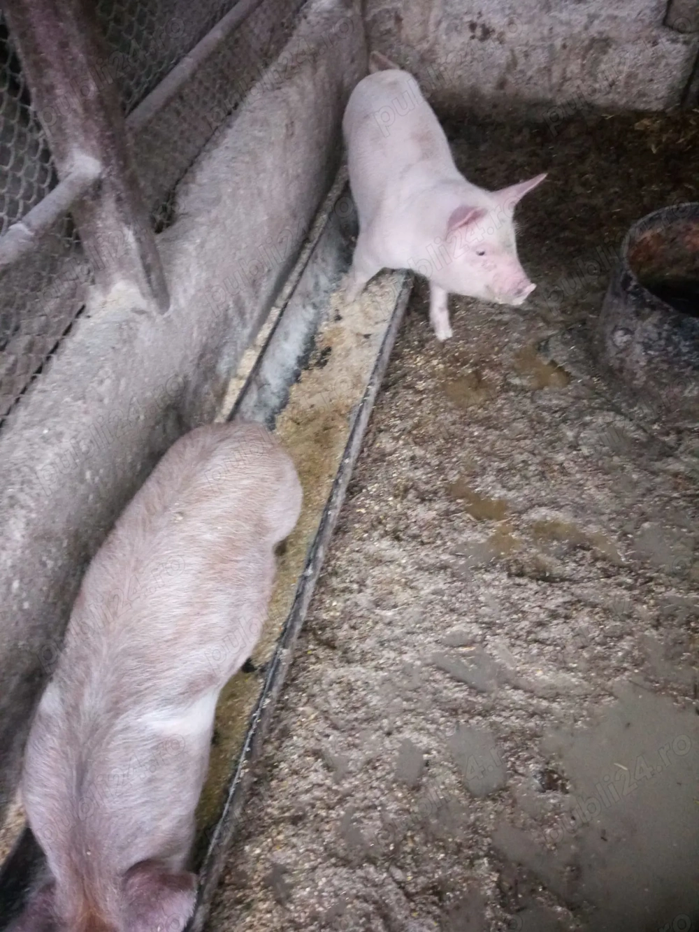 Vand purcelusi marele alb