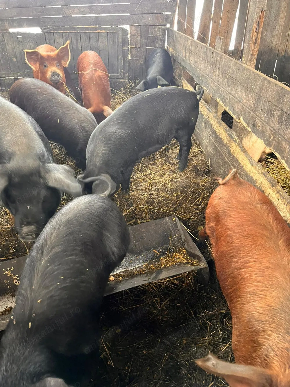 Vand porci între 25-60 kg