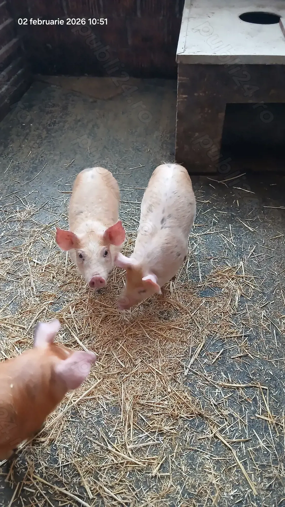 Purcei Duroc x Pietrain