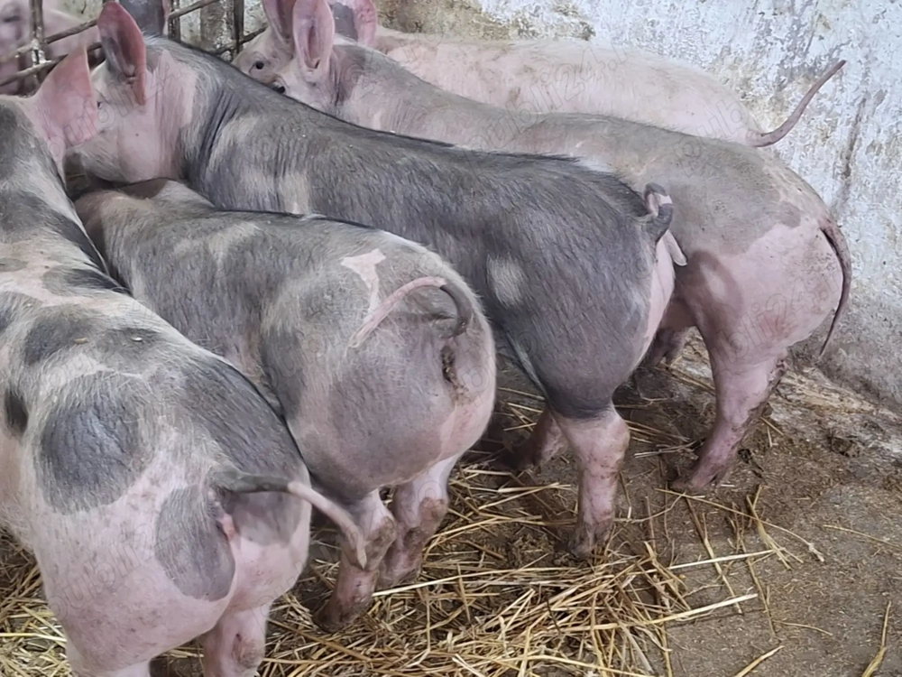 Grasuni pic cu pietrean 25 30 kg 